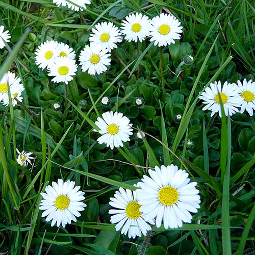 Gänseblümchen - Foto Bärbel Pietsch